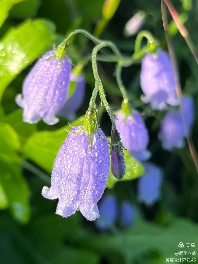 北方的长柱沙参